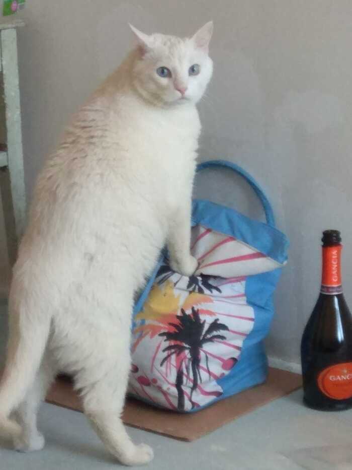 Кот- алкаш - горе в семье