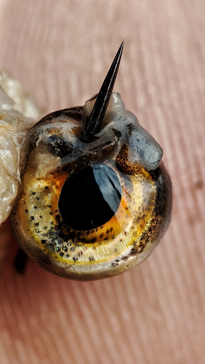 Глаз рыбки красноперки