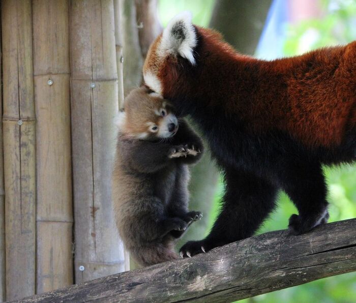 Мама, хватит меня носить! Красная панда, Редкий вид, Детеныш, Хищные животные, Дикие животные, Зоопарк, Фотография, Длиннопост