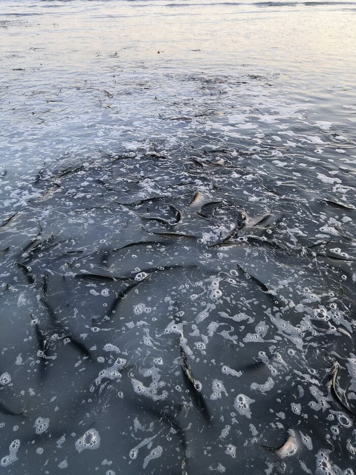 К берегам Сахалина на нерест подошла селёдка. Пригородное