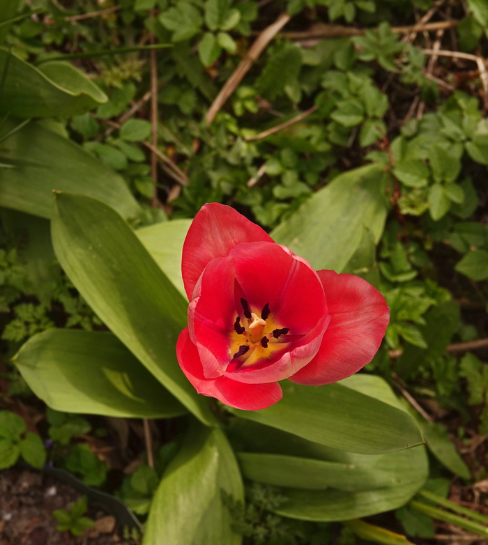 Открытое сердце тюльпана Природа, Нидерланды (Голландия), Цветы