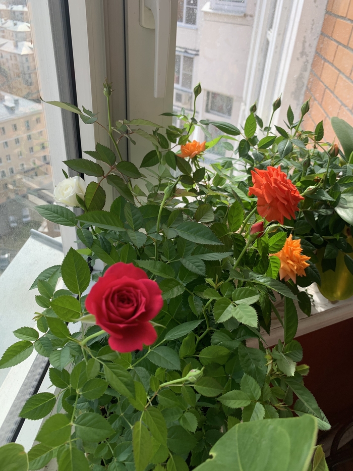 Подготовка куста к цветению Роза, Комнатные растения, Длиннопост, Цветение