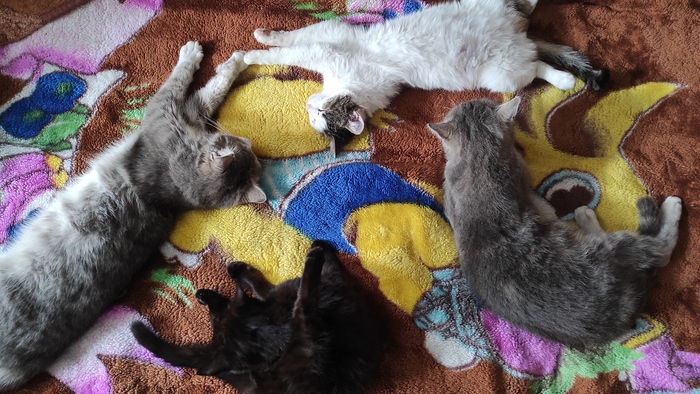 Котоворот. Подтверждаем пикубушность