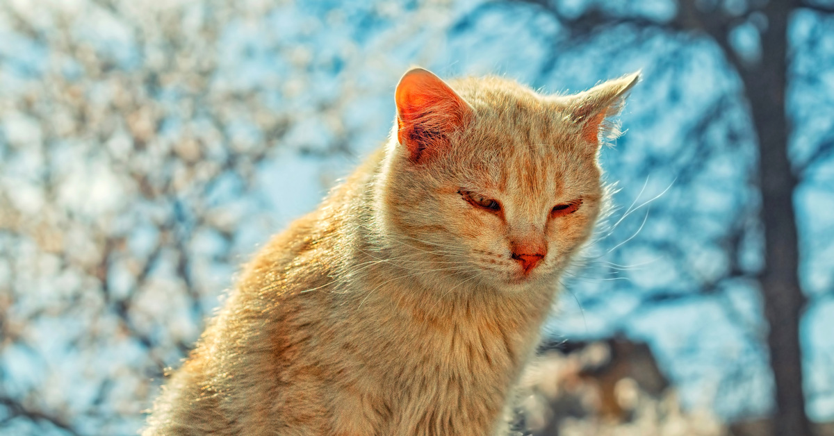 Кот ев. Коты Евпатории.