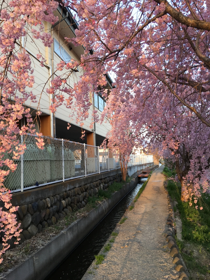 Sakura Сакура, Природа, Япония, Видео, Вертикальное видео, Длиннопост