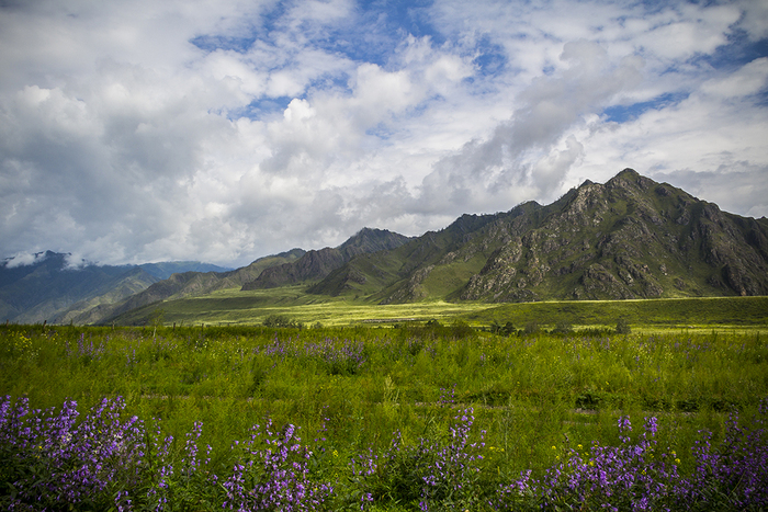 Цветущие горы Республика Алтай, Природа, Горы, Пейзаж, Красота природы, Небо, Цветы, Трава, Зелень