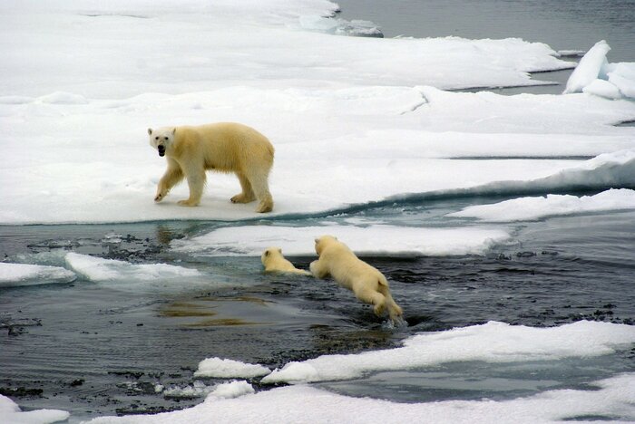 Белые медведи Белый медведь, Медвежата, Дикие животные, Хищные животные, WWF, Красная книга, Редкий вид, Медведи, Длиннопост, Арктика