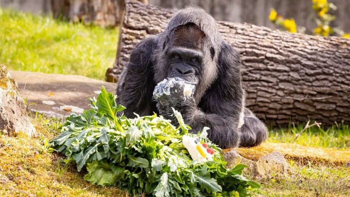 В Берлине самая старая горилла в мире по имени Фату отметила свой 65-й день рождения Горилла, День рождения, Обезьяна, Торт, Приматы, Зоопарк, Берлин, Германия