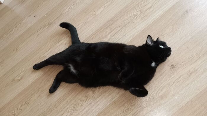 Идеальная фигура Черный кот, Кот, Толстые котики
