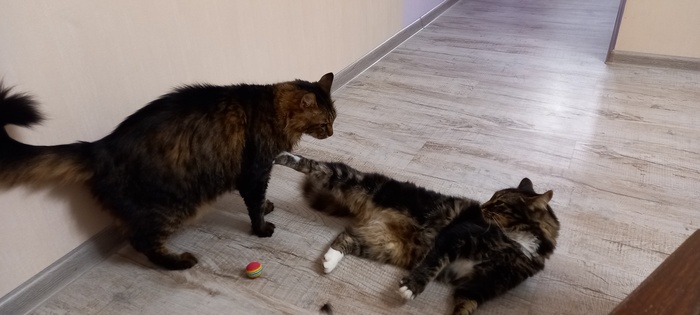 ����� 5 ����� ����� ������