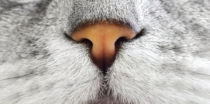 Воскресный кошачий нос