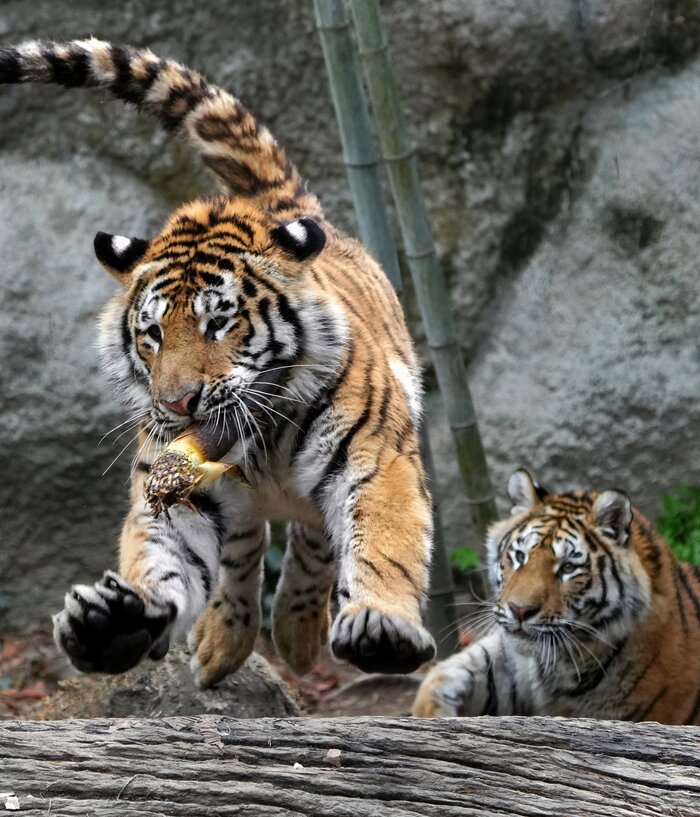 Жадина) Амурский тигр, Тигрята, Большие кошки, Семейство кошачьих, Хищные животные, Редкий вид, Красная книга, Зоопарк, Япония, Длиннопост