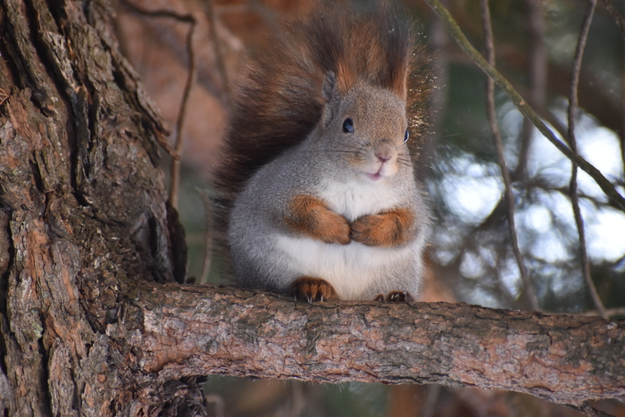 Белка на ветке