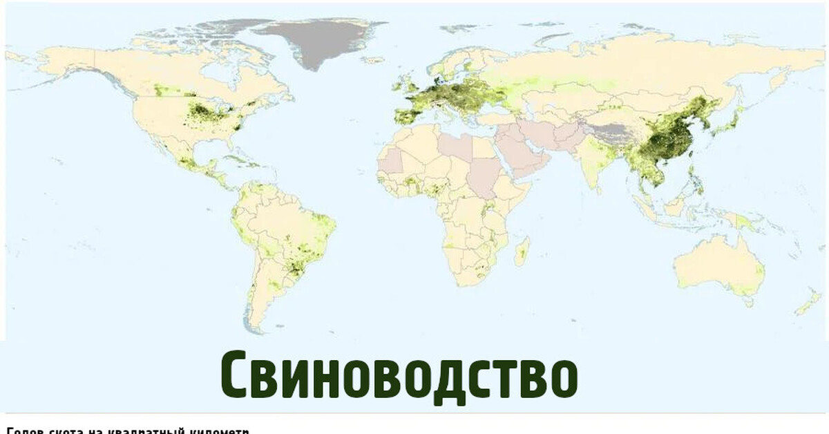 Свиноводство страны производители 3 страны