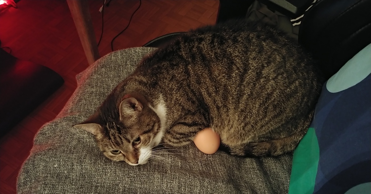 Можно коту яйцо. Кошачьи яйца. Яйца кота после кастрации фото.