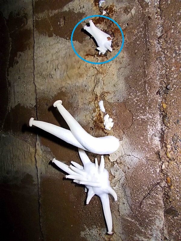 К размножению готов !