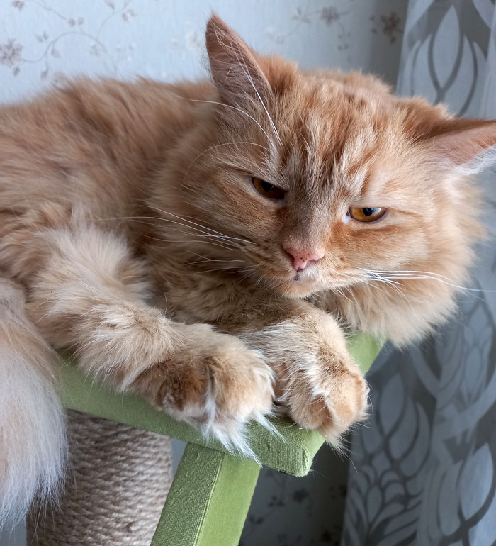 ���� ������������