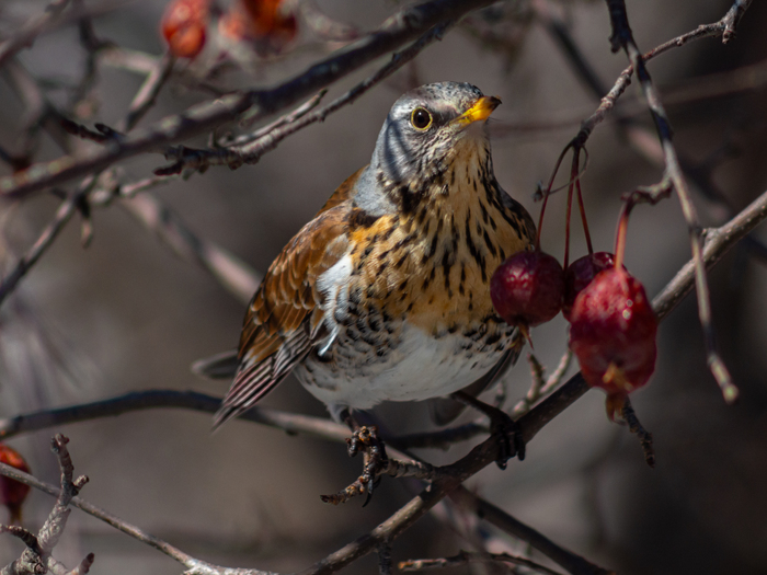 Дрозд-рябинник