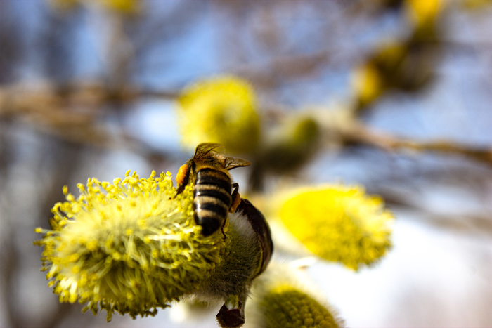 первая пыльца 2022 сезона природа, насекомые, пчелы, весна, пчеловодство, пыльца, видео, youtube, длиннопост