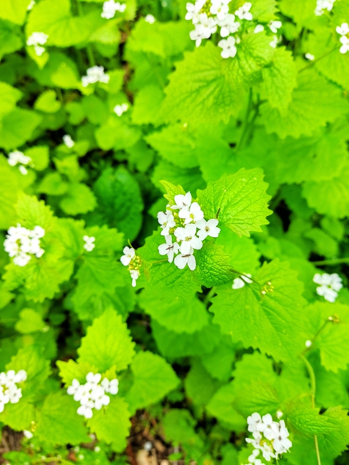 ���������� ����������