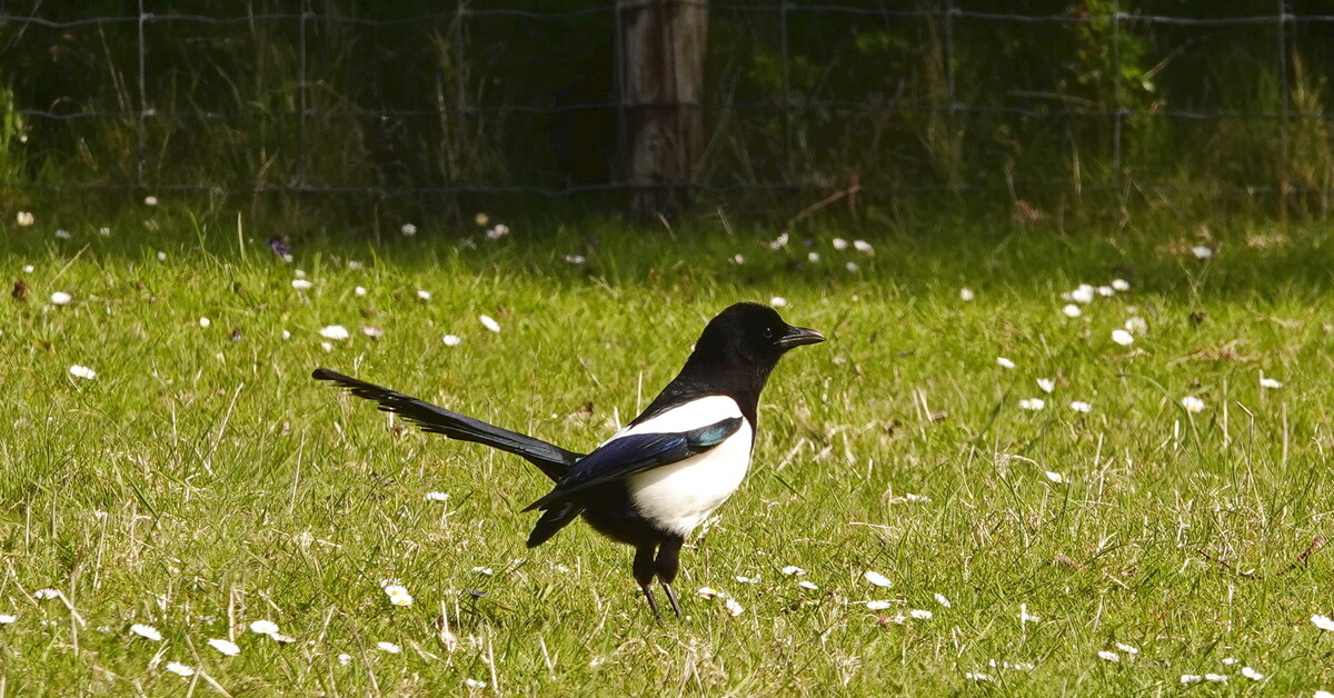 Какая птица имеет хвост. Сорока летит. Птицы Голландии фото. Что едят сороки в природе.