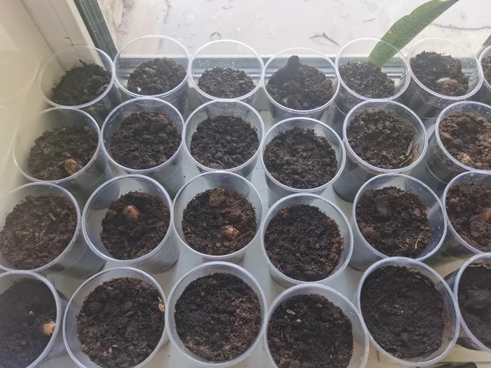 Дуб Дуб, Дерево, Саженцы, Длиннопост Дуб Дуб, Дерево, Саженцы, Длиннопост