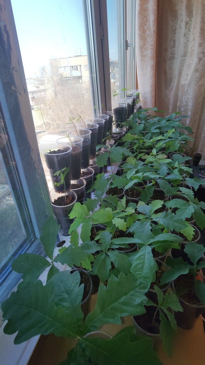 Дуб Дуб, Дерево, Саженцы, Длиннопост Дуб Дуб, Дерево, Саженцы, Длиннопост