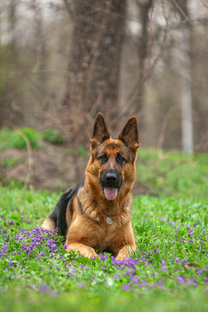 Снова весна