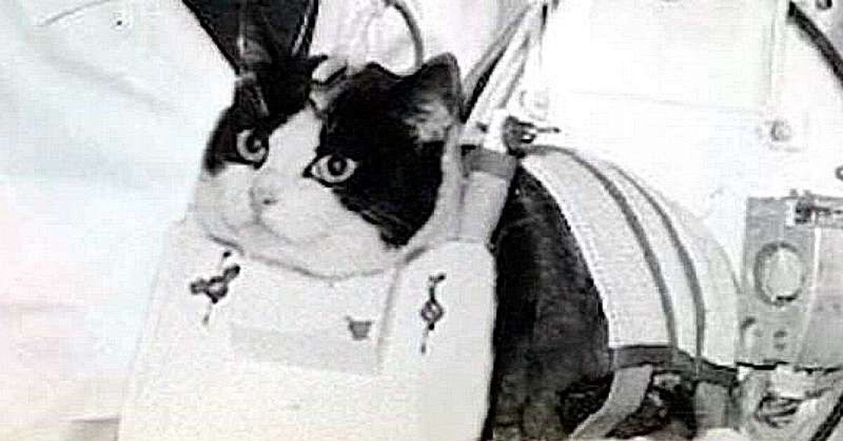 Кошка полетевшая в космос. Кошка Фелисетт в космосе. Первая кошка в космосе.