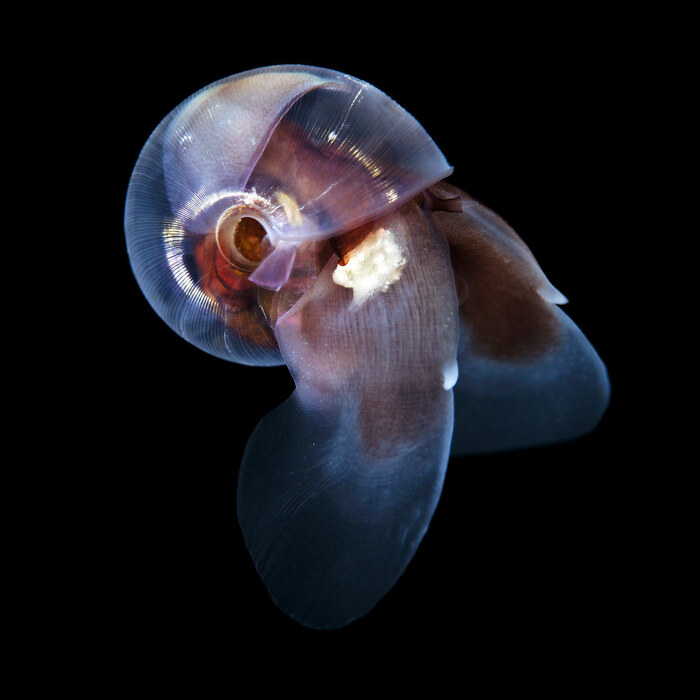 Красивые Lemacina helicina Брюхоногий моллюск, Моллюск, Природа, Море, Морские обитатели