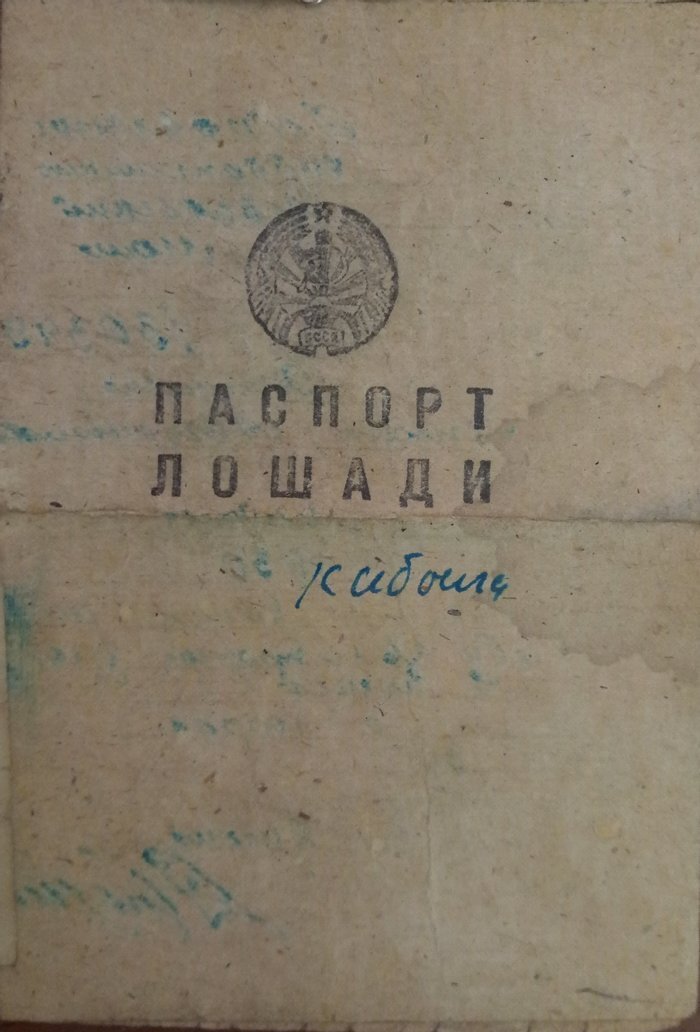 Паспорт лошади | Пикабу