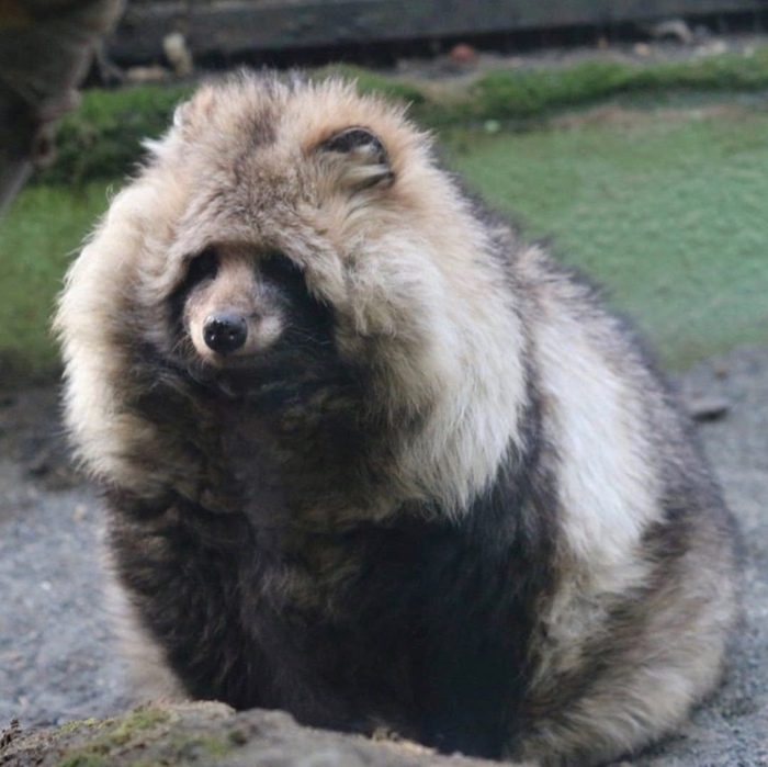 Комочище шерсти