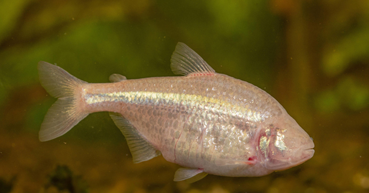 Cave fishing. Слепая Пещерная рыба тетра. Astyanax mexicanus. Мексиканская тетра рыба Пещерная. Слепая тетра рыбка.