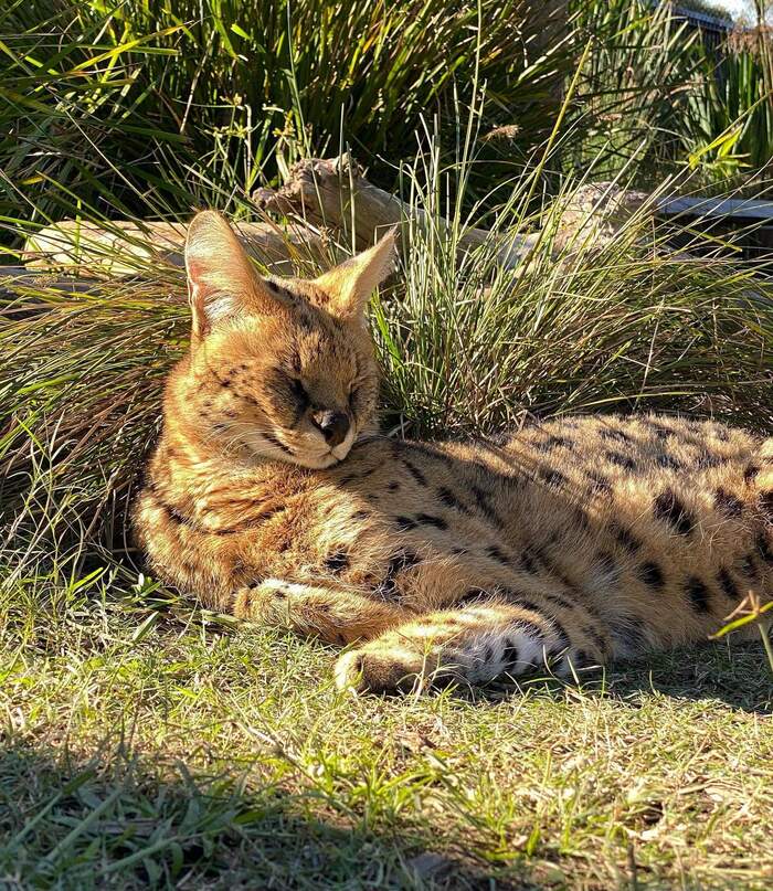 Ну милый котик?)