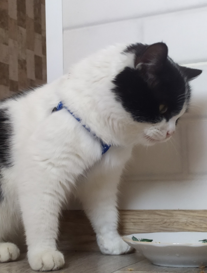 Как игрушка))