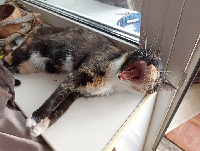 Посмотри, кариес есть?