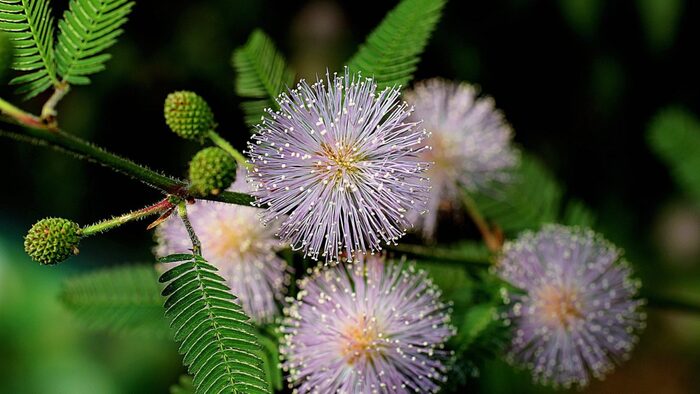 Мимоза Стыдливая