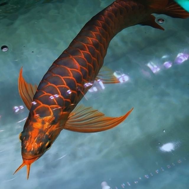 Арована Красный Дьявол