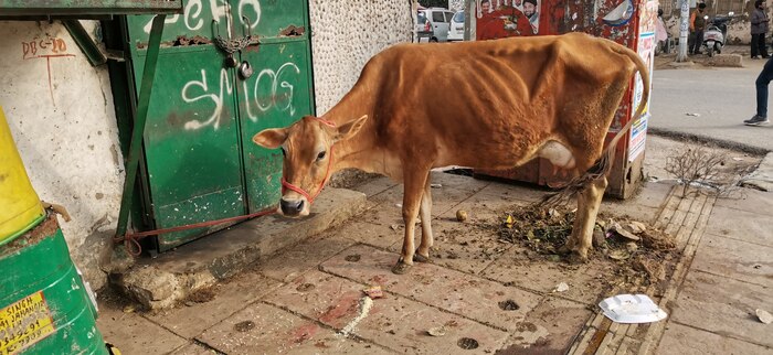 Отчет о велопутешествии по Индии. С элементами обычного туризма. Февраль-март 2022