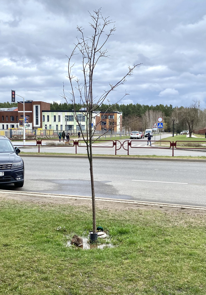 В тесноте, да не в обиде | Пикабу