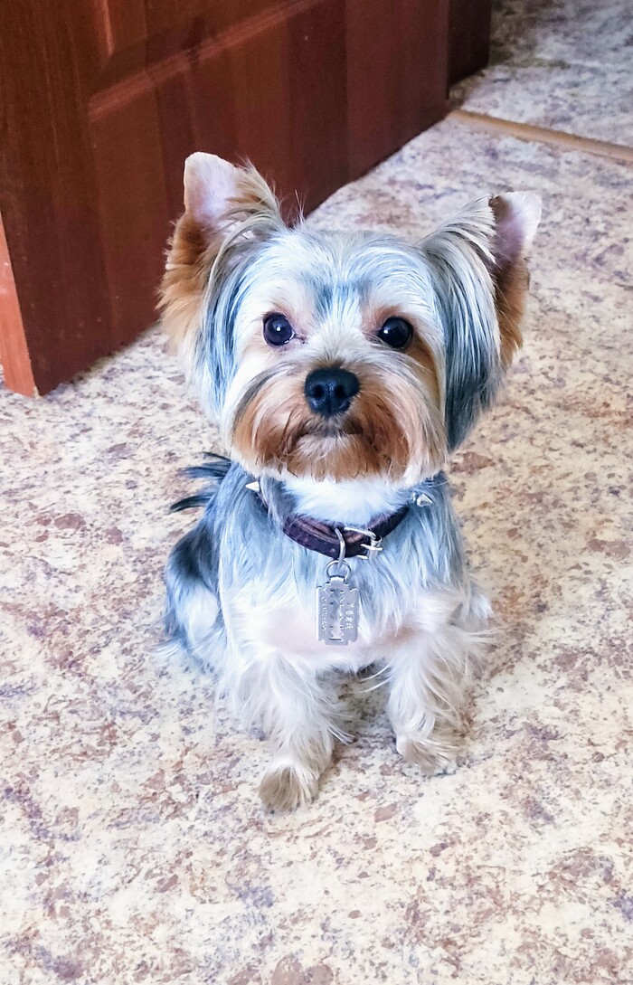 Как стрижка меняет щенка Собака, Щенки, Йоркширский терьер, Стрижка, Преображение, Длиннопост