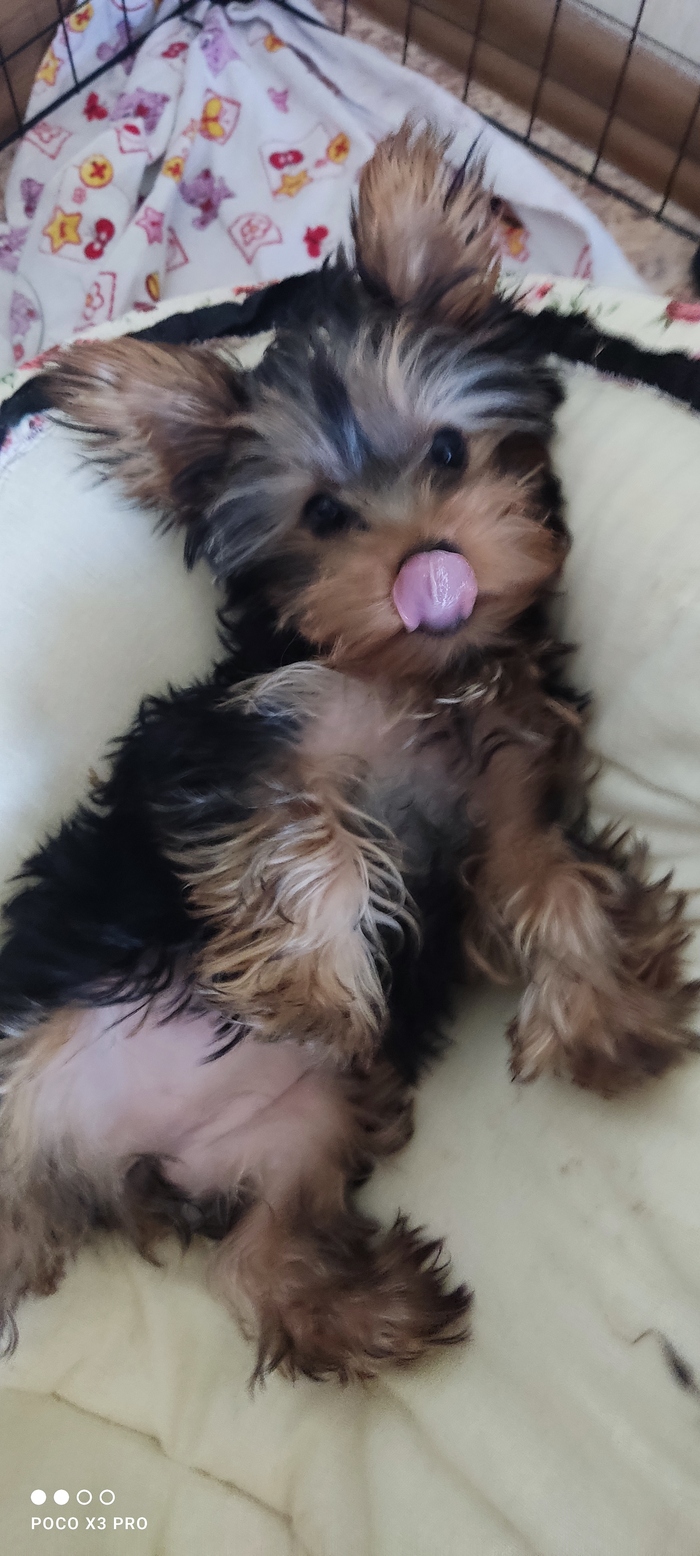 Как стрижка меняет щенка Собака, Щенки, Йоркширский терьер, Стрижка, Преображение, Длиннопост