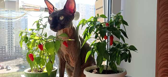 Караулит перцы