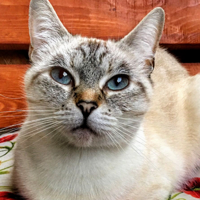 Кошки, как и жизнь, состоят из мелочей) Авторская игрушка, Рукоделие без процесса, Декор, Кот, Бирманская кошка, Интерьерная кукла, Длиннопост