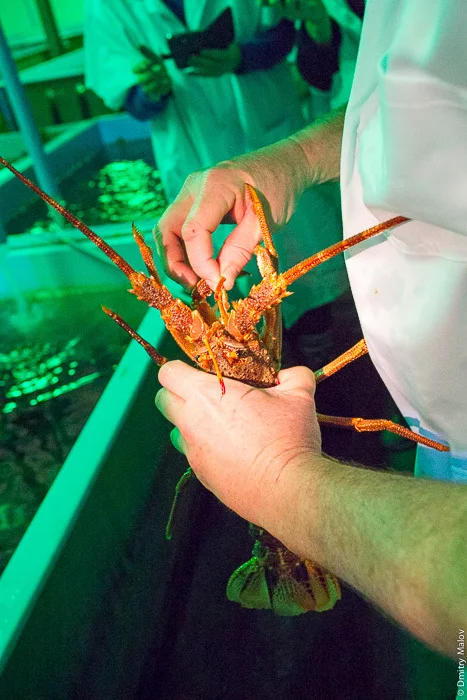 Самый удалённый от цивилизации остров планеты | Остров Тристан-да-Кунья куда очень сложно попасть История, Познавательно, Факты, Туристы, Атлантический океан, Остров, Выживание, Великобритания, Видео, YouTube, Гифка, Длиннопост, Лобстер