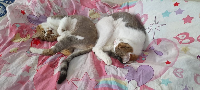 Мои домашние мурлыки