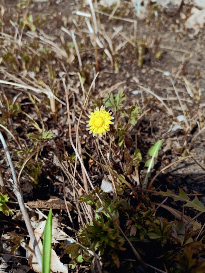 Маленький цветочек