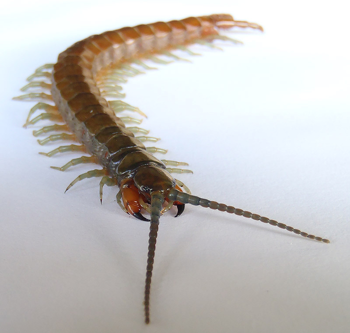 ���� ������������