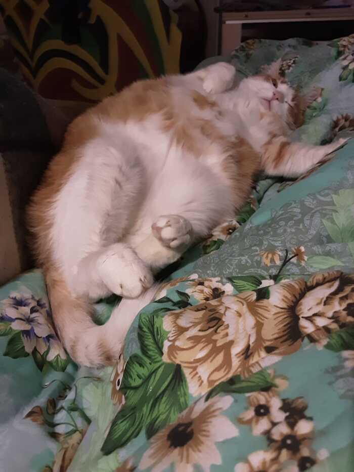 Мой жирненький