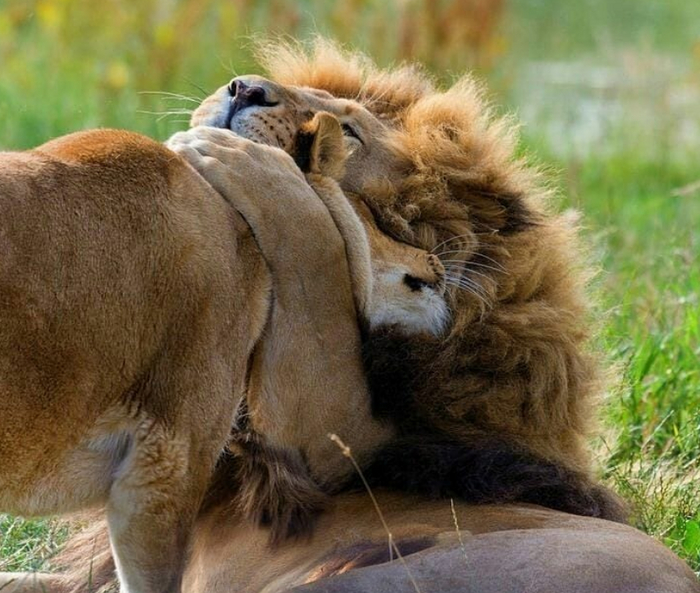 ��� ������